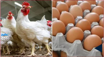 استقرار أسعار الدواجن والبيض في السوق المحلية يعزز من استقرار تكاليف المعيشة الجمعة 14 نوفمبر 2025